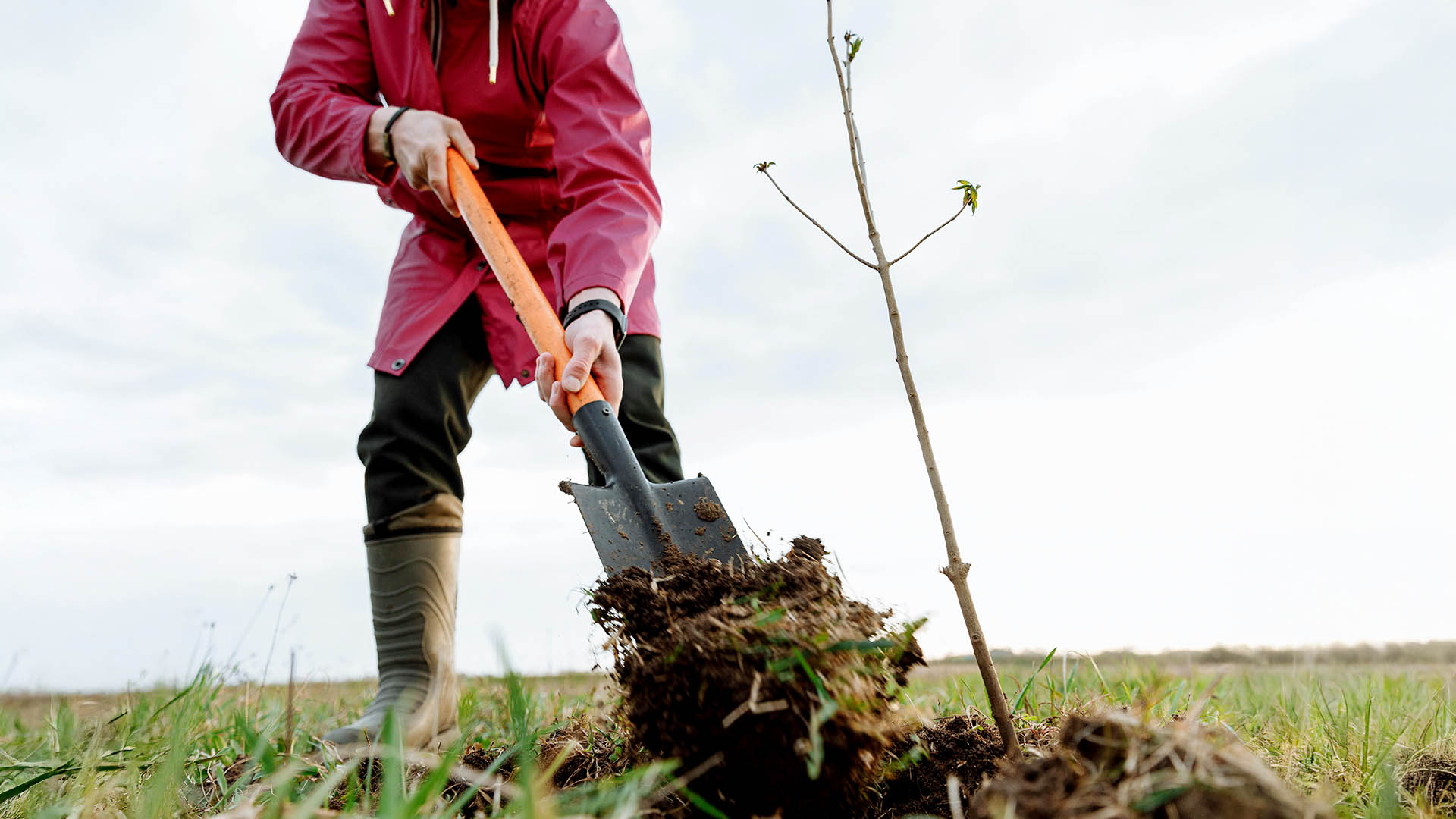Gemeinsam mit Ihnen pflanzt Neff Fotografie die Bäume